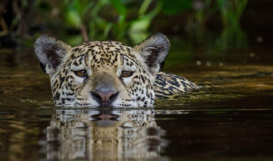 Relatório vincula JBS à destruição do habitat da onça-pintada