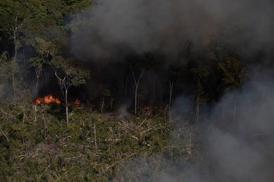 Efeitos de queimadas e extração de madeira sobre ecologia da Amazônia perduram por décadas, mostra estudo pioneiro