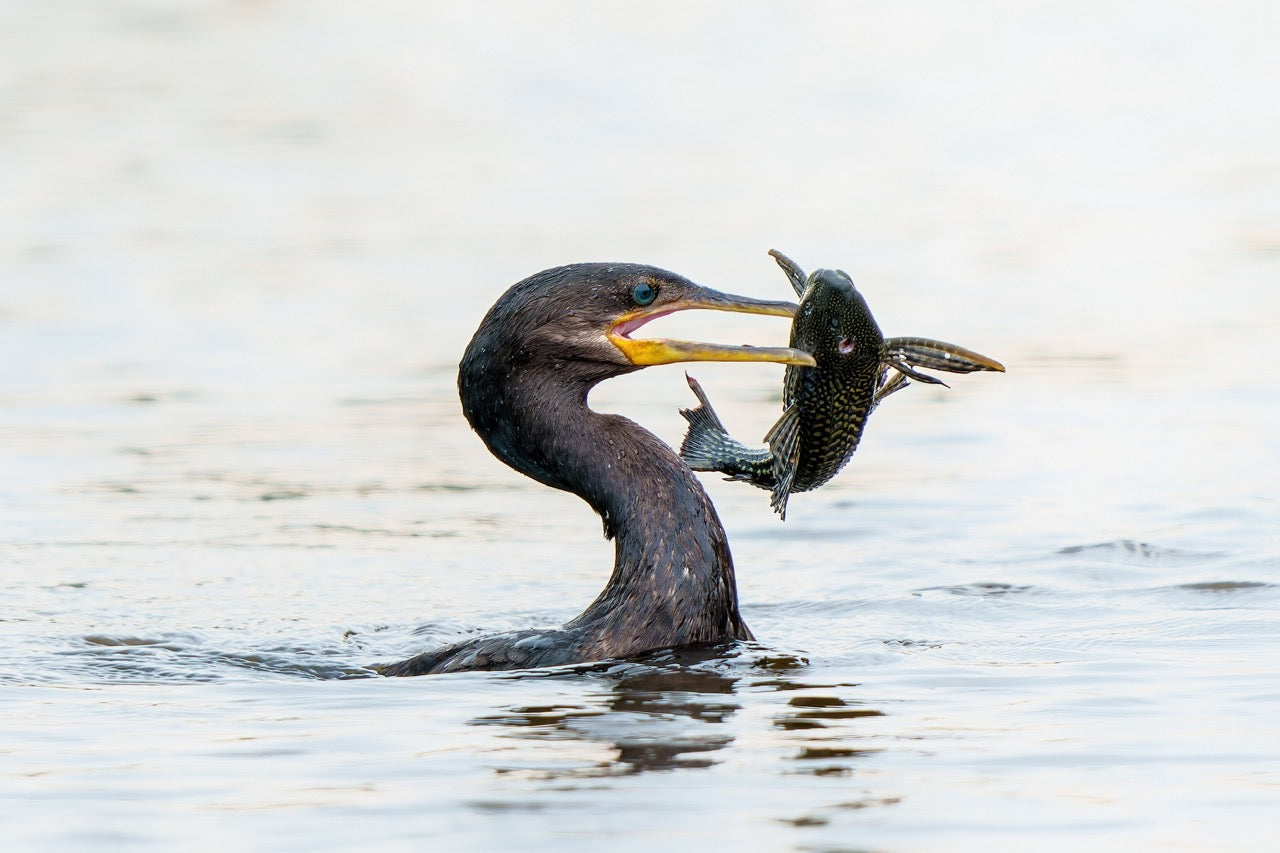 Pantanal